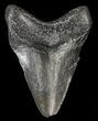 Juvenile Megalodon Tooth #69318-1
